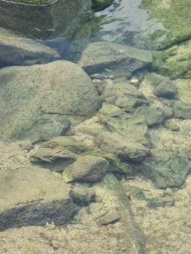 お魚さん