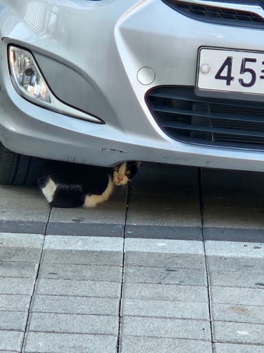にゃあ
