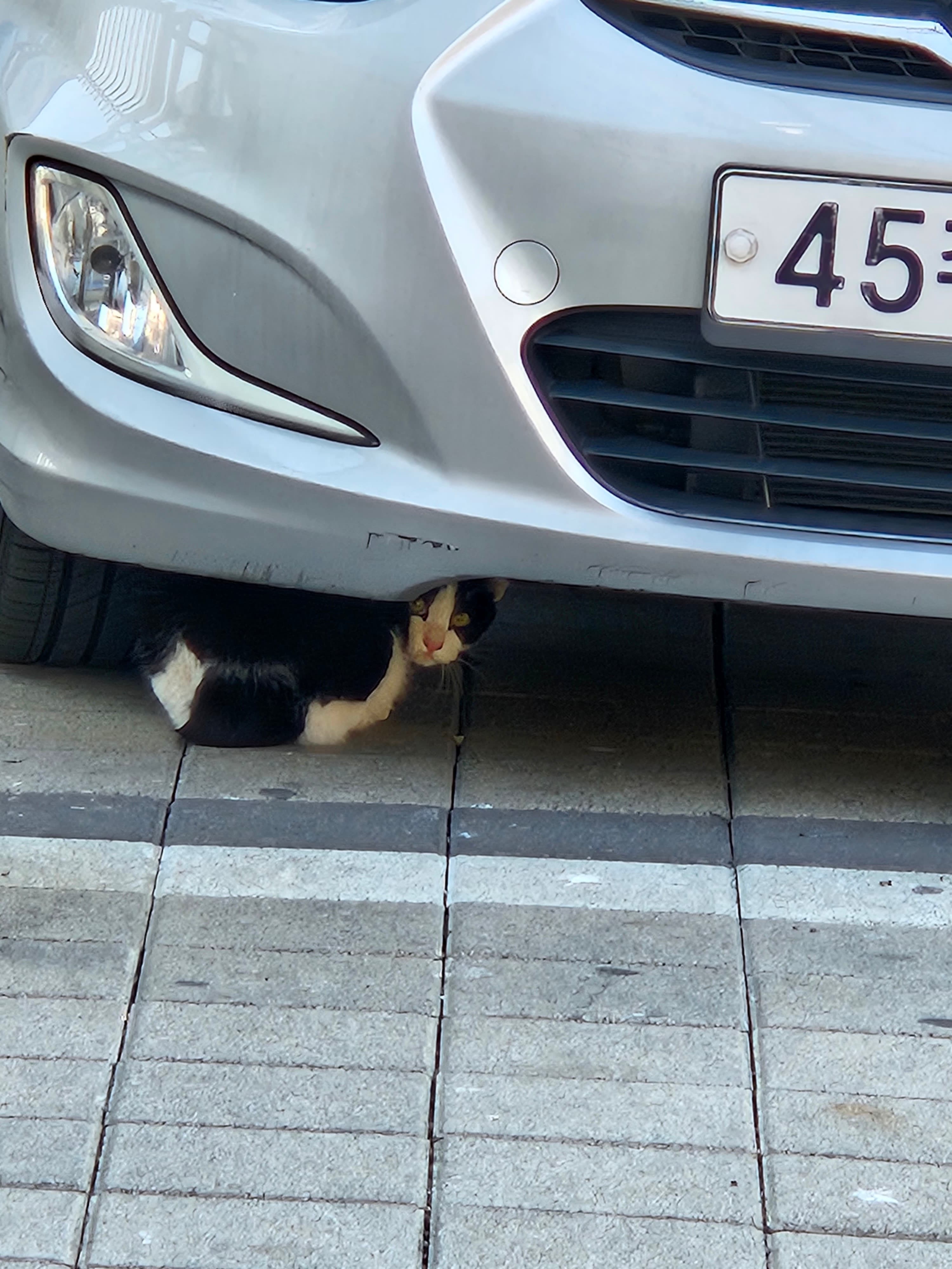 にゃあ