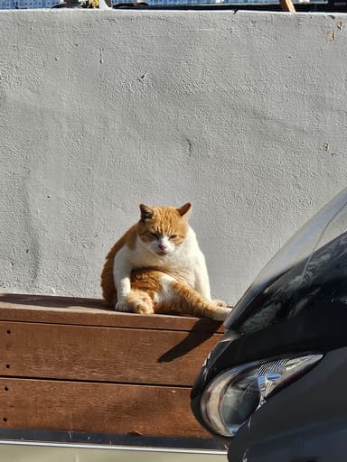 ねこ