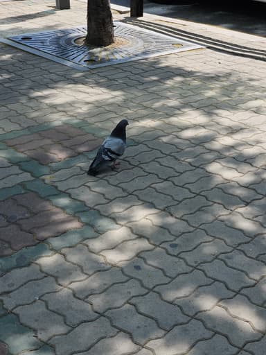 ハト