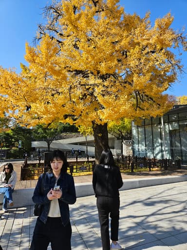 きれいな紅葉
