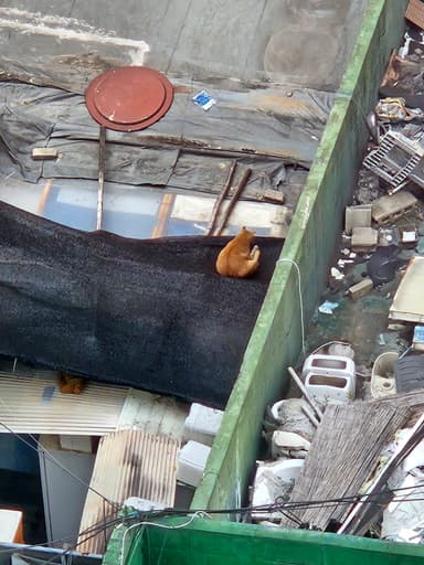 ホテルから見えた猫