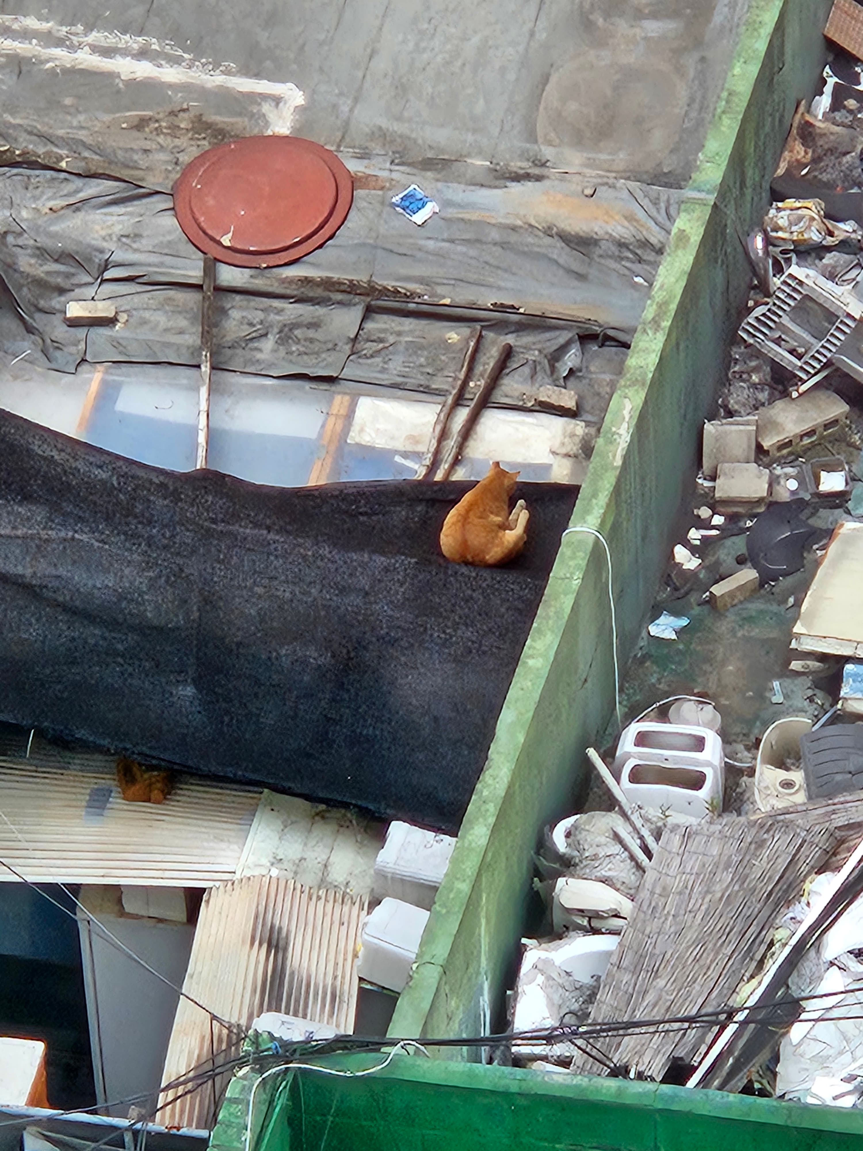 ホテルから見えた猫