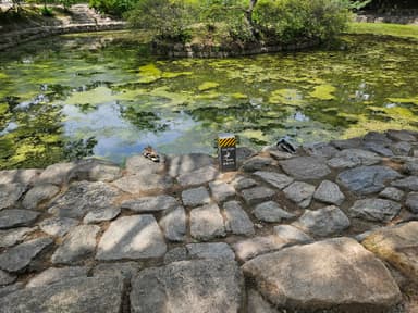 カモが休憩中