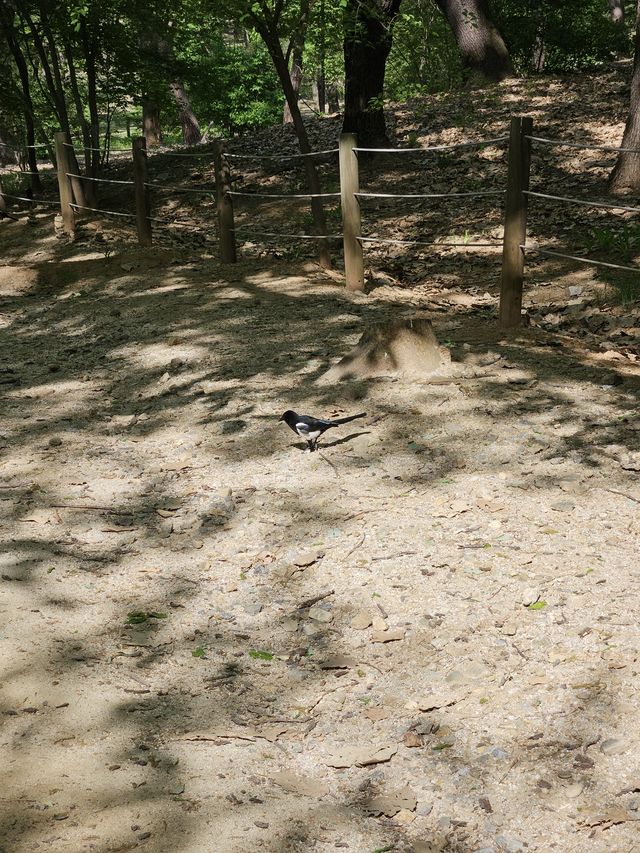 日本じゃ見ない鳥