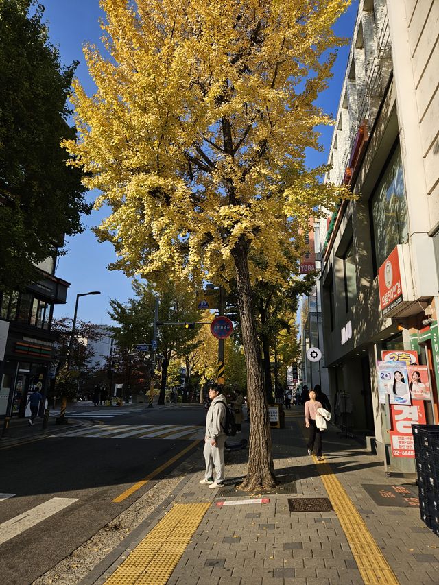 きれいなイチョウ