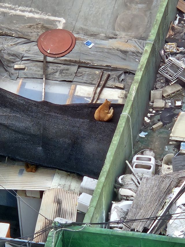 ホテルから見えた猫