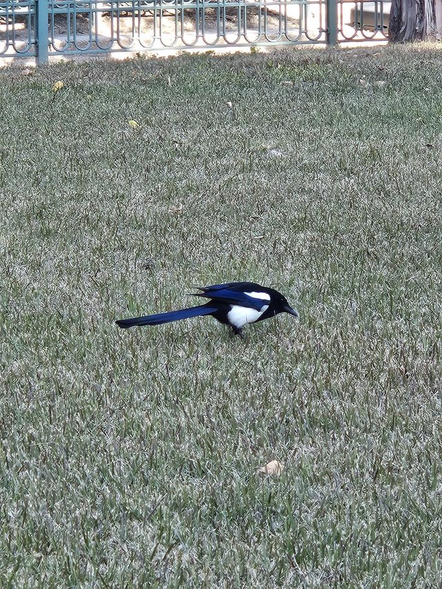 日本では見ない鳥